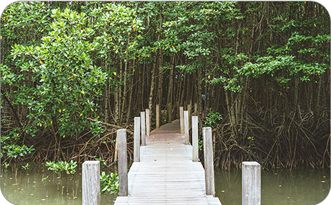 Thailand: Regenerating mangroves for now and the future