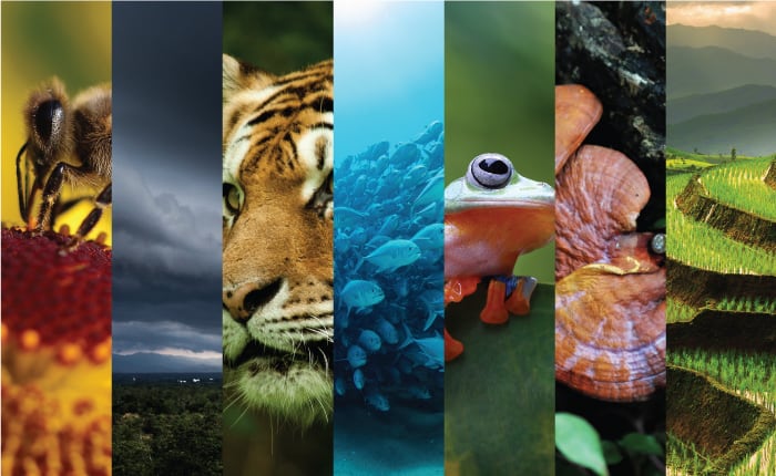 Biodiversity
