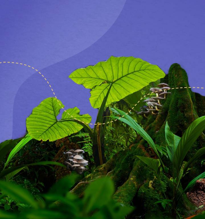 carboon_footprints_banner_mb
